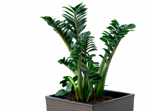 Indoor dwarf Zenzi plant