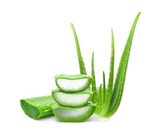 Planta de Aloe Vera - Beneficios y Cuidados |  12 consejos para cultivar plantas de aloe vera