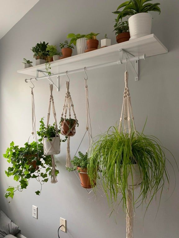 Choosing the Right Hanging Plants