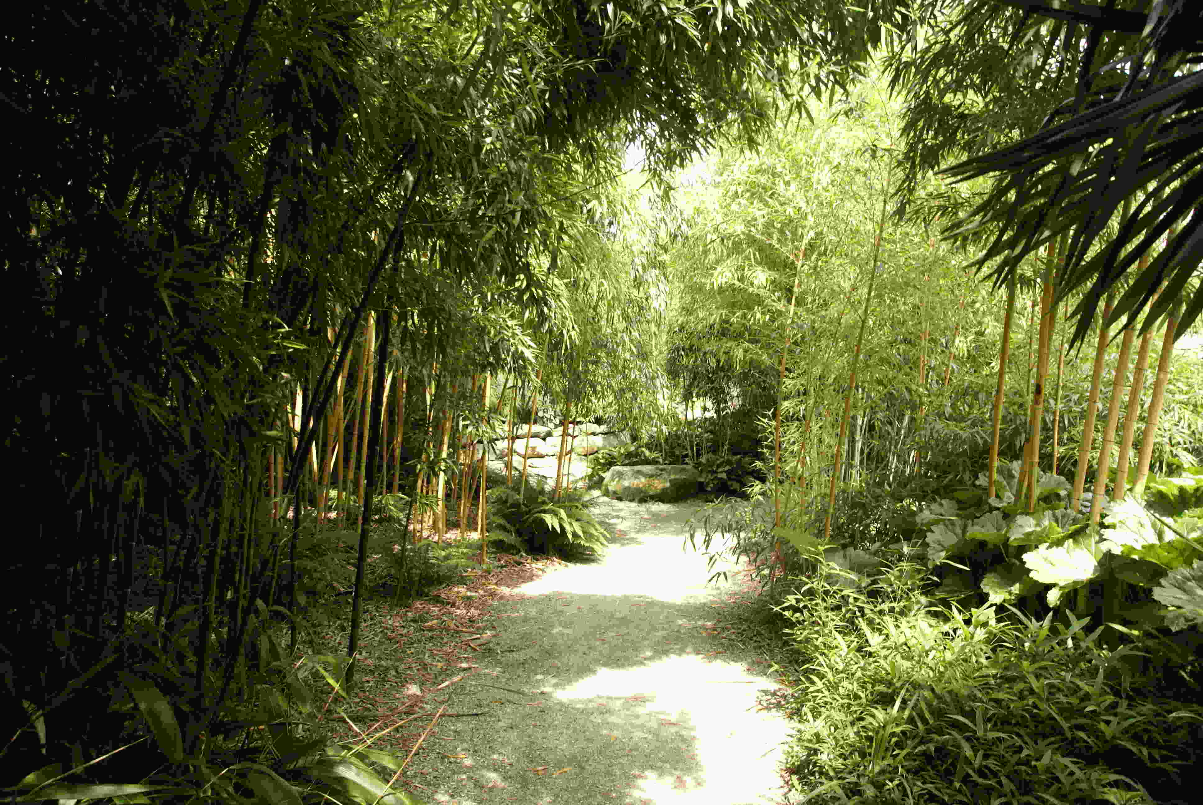 Benefits and Vastu Placement of Bamboo Plant at Home