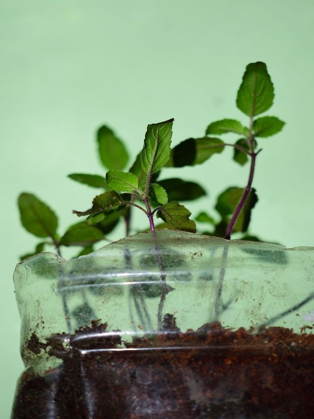 7 Tips To Grow Tulsi Plant At Home StepByStep Guide