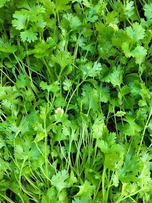 7 Tips To Grow Coriander Leaves Plant At Home A Simple Guide