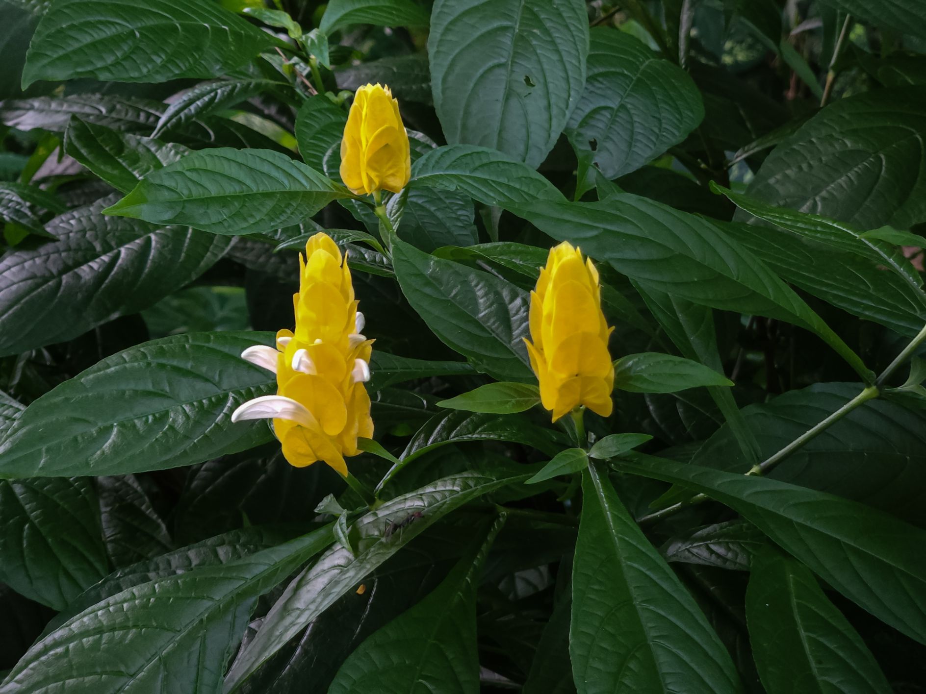 Lollipop Plants How To Grow And Care For, Uses, And Everything You