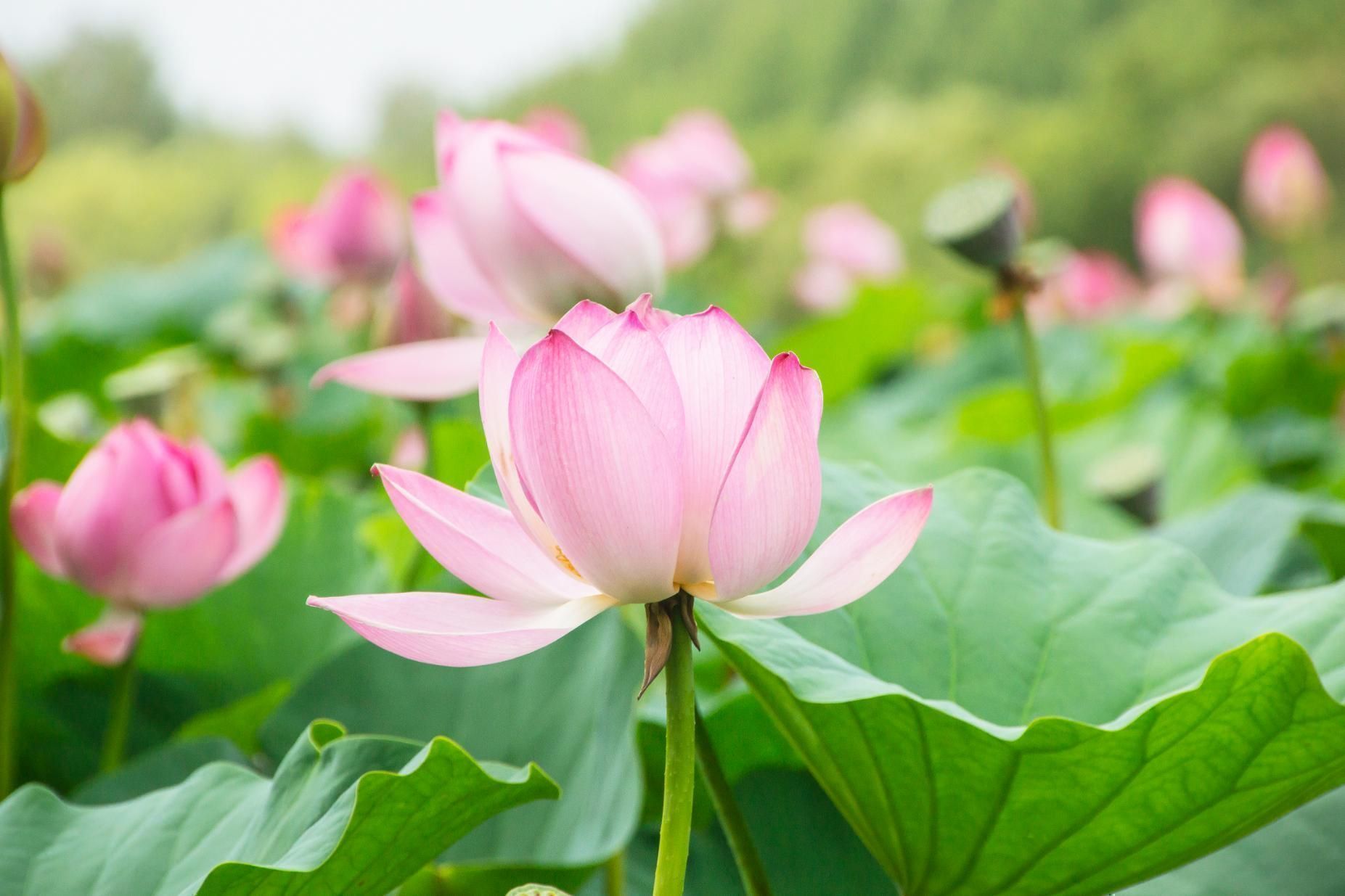 How To Grow Lotus Flower At Home A Quick Guide