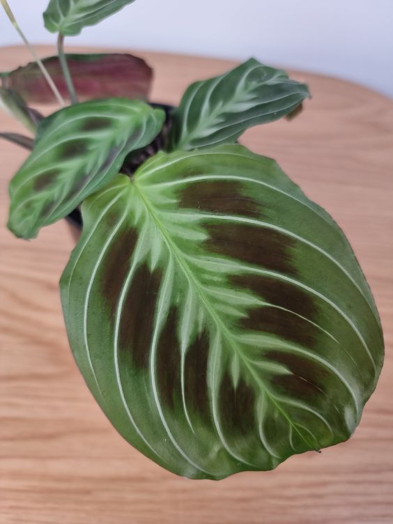 Prayer Plant Meaning Care And Types Red Prayer Plant To Lemon Lime And More 5959