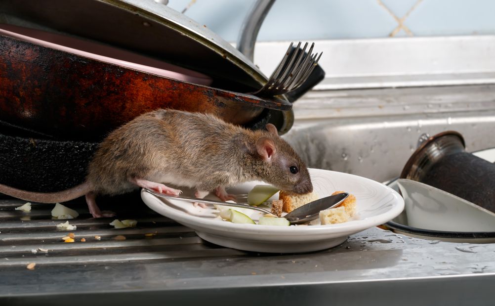 How To Get Rid Of Rats And Mice A Complete Guide