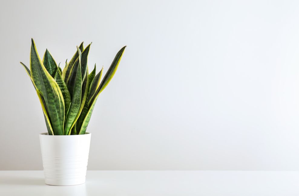 16 Vastu Plants for Office To Bring Luck Prosperity