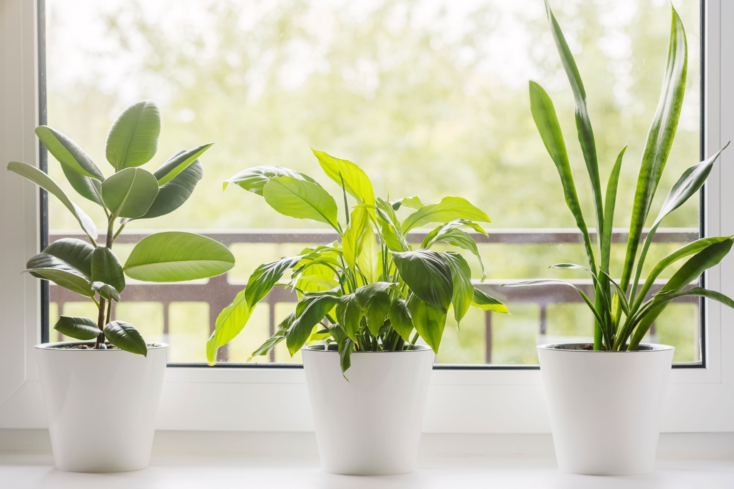 Air Purifying Plants for Home