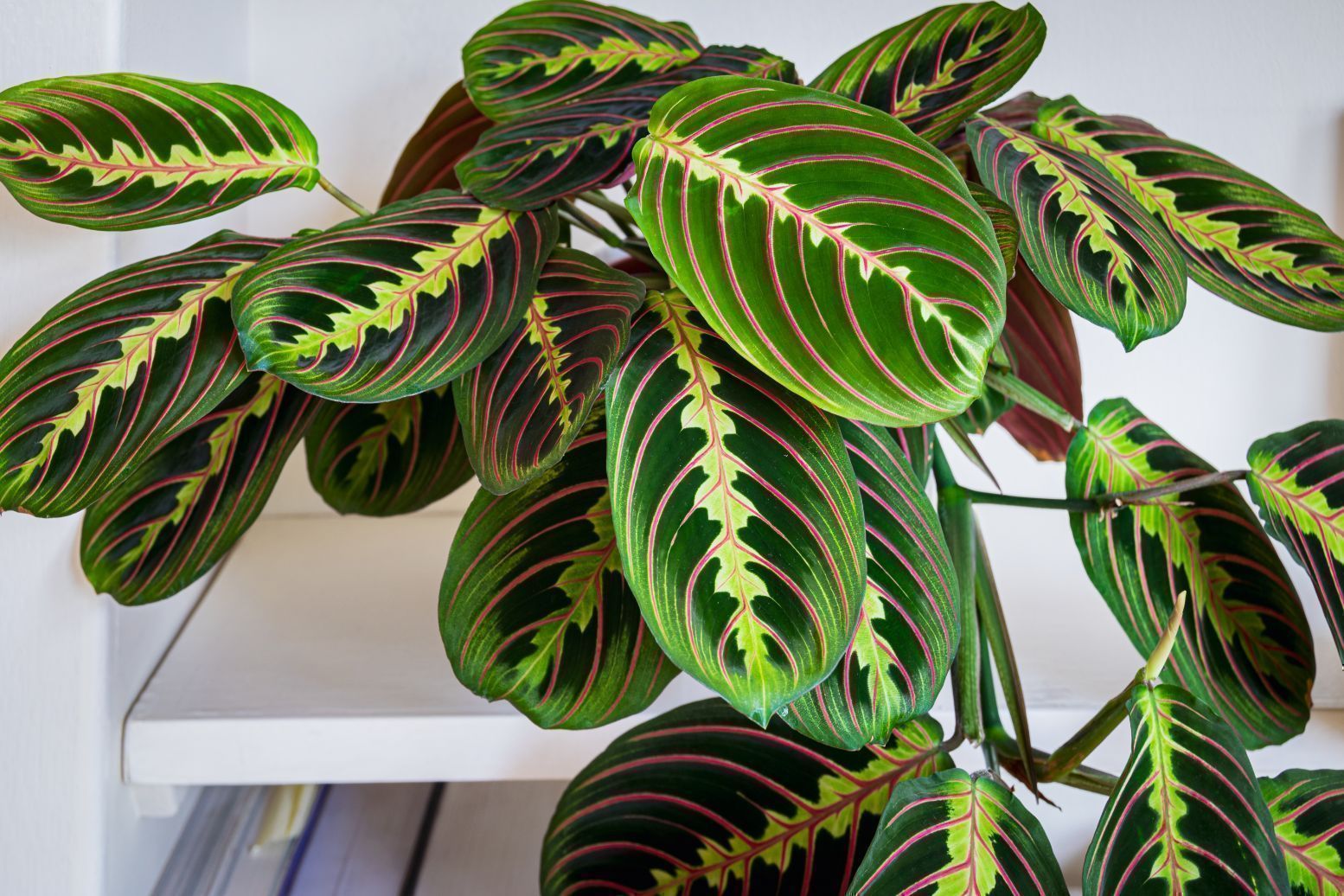 Prayer Plant Meaning, Care, & Types Red Prayer Plant to Lemon Lime & More