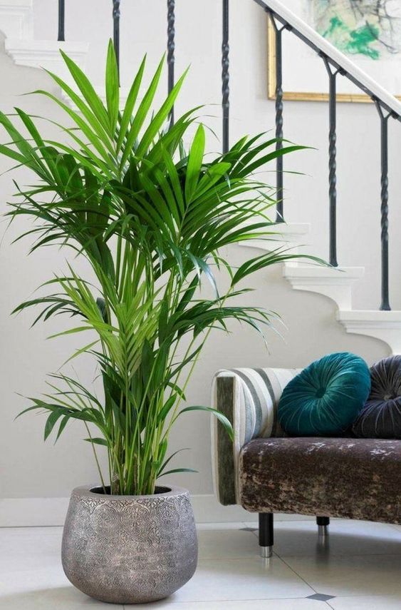 Palm Tree In House Vastu - Benefits, Types, Caution & Decor Inspiration
