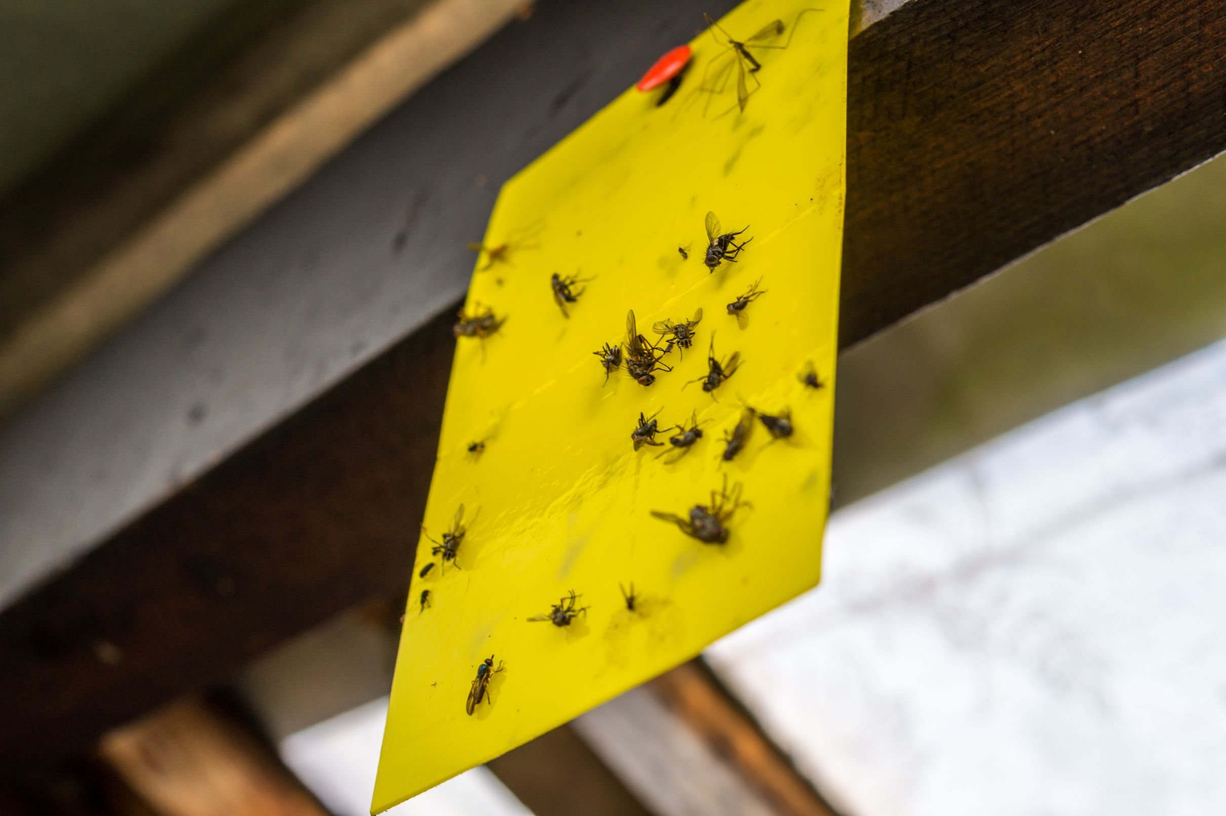 How To Get Rid Of Fruit Flies At Home Get Rid Of Fruit Flies with Vinegar