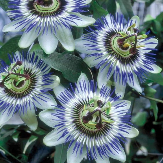 Passiflora Caerulea Flower How To Grow Care Types More passiflora-caerulea-flower-how-to-grow-care-types-more