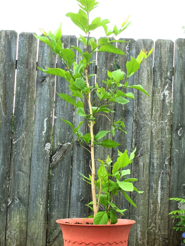 Bel Patra Plant at Home - Important Facts About It