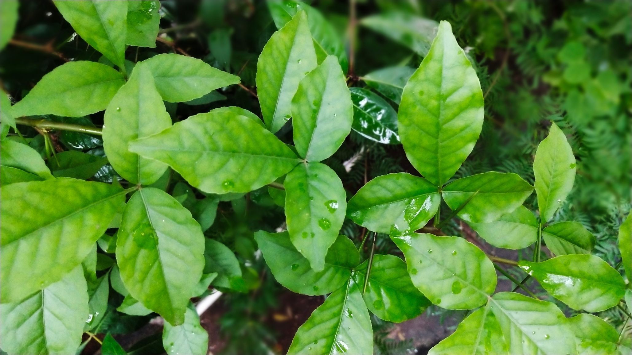 Bel Patra Significance For Shiv Puja During Sawan And Growing It At bel-patra-significance-for-shiv-puja-during-sawan-and-growing-it-at