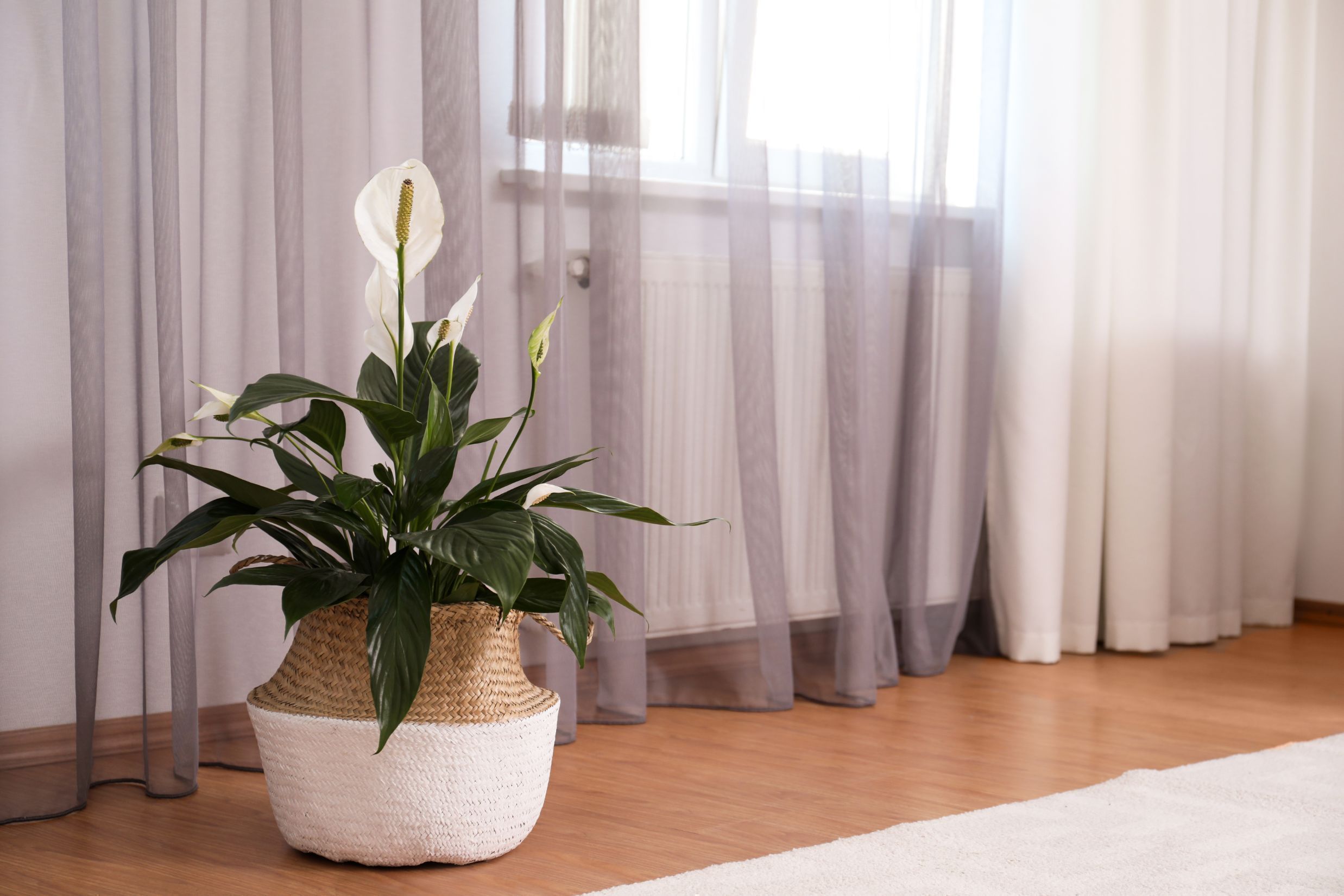 Curtain Creeper: Facts, benefits, growth and care tips