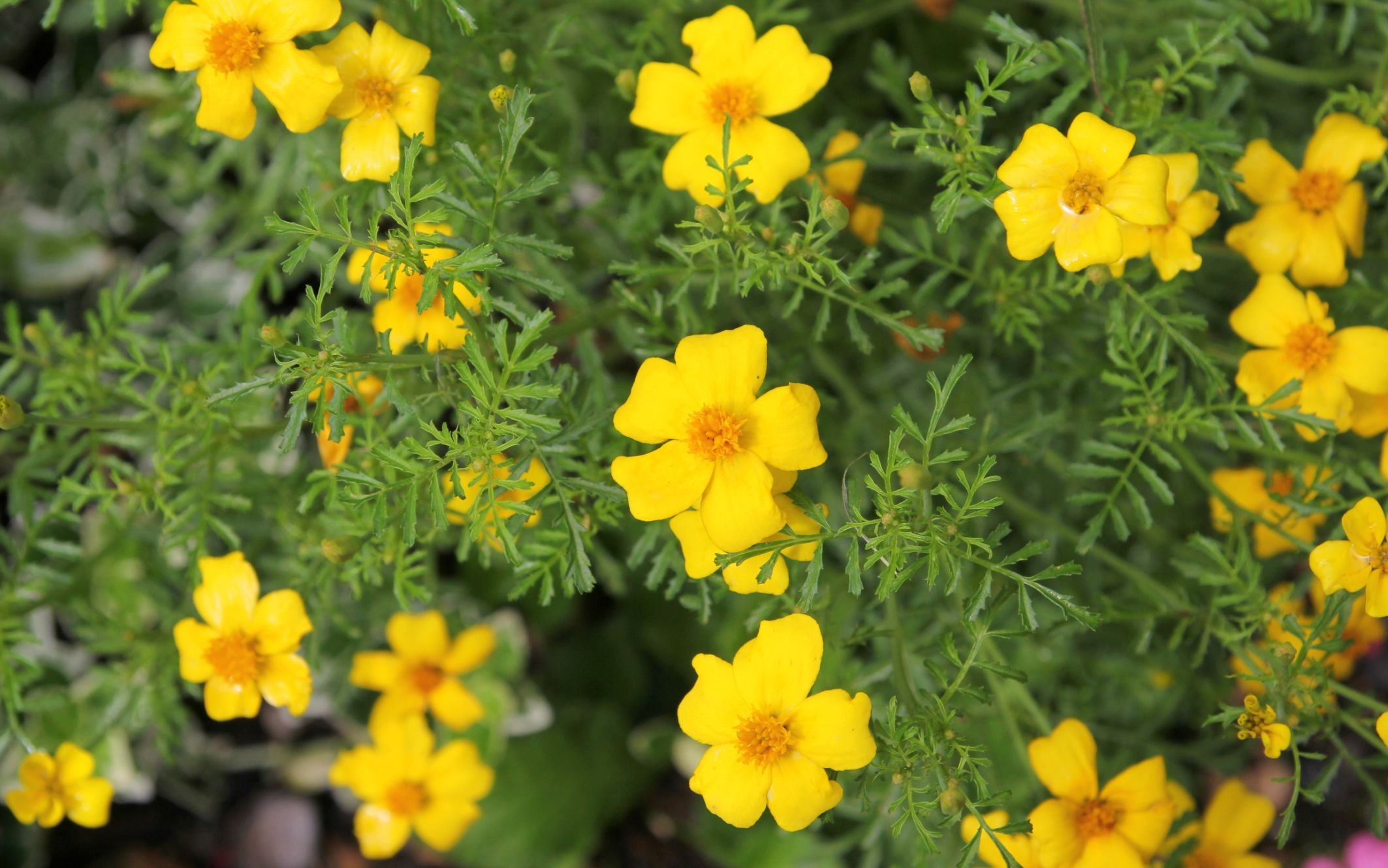 Marigold Flower Types, How To Grow & Care, Vastu Benefits & More