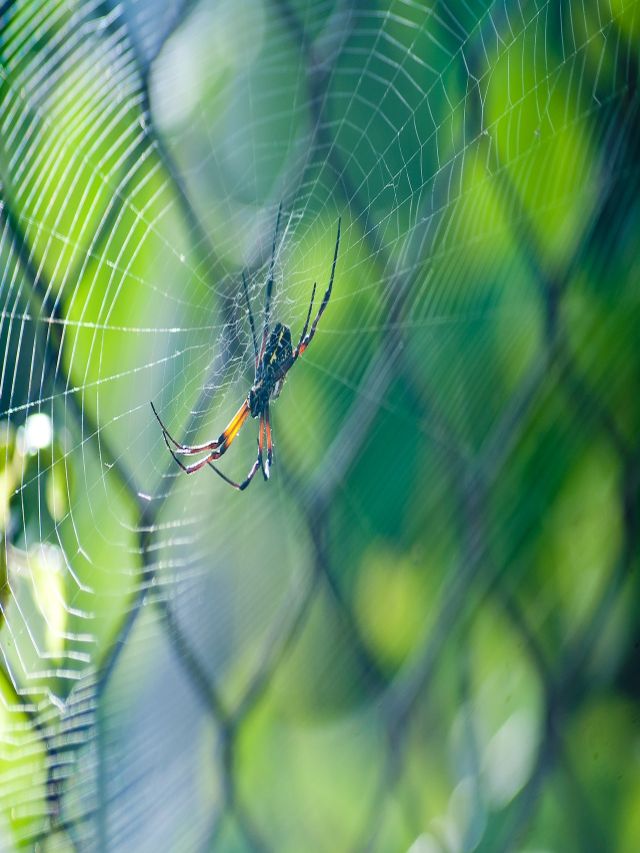 Vastu Tips: Know why spider's web is considered inauspicious and