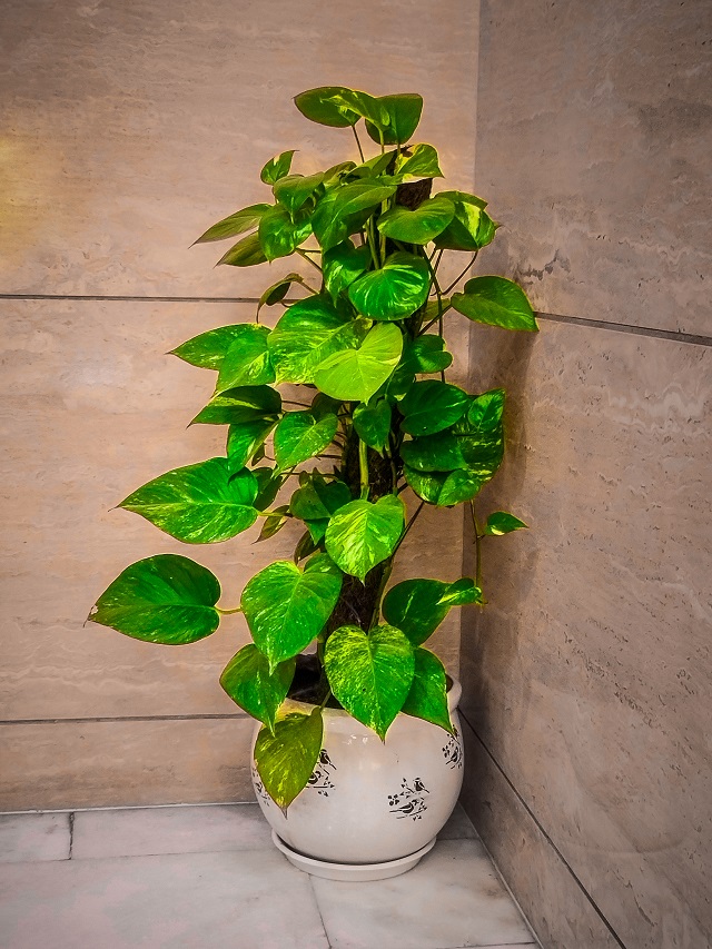 Never Make These 6 Mistakes While Placing A Money Plant At Home