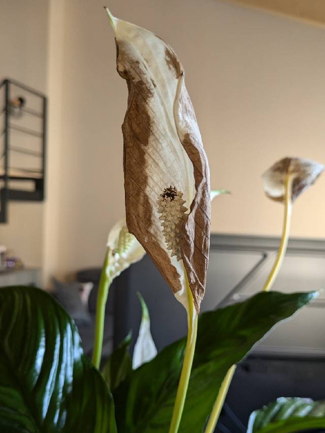 philodendron split leaf selloum Philodendron selloum --Split-Leaf Selloum Philodendron--