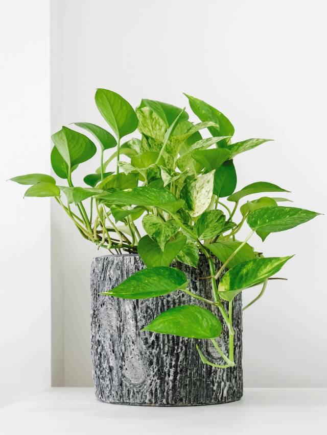 Know Secret Disadvantages of Keeping Money Plant at Home