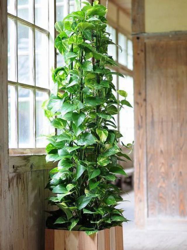 Know Secret Disadvantages of Keeping Money Plant at Home