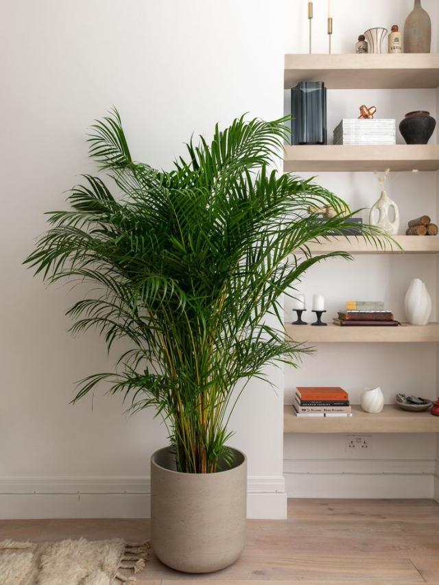 house plants book Lighting 101 Houseplants 500-Piece Puzzle