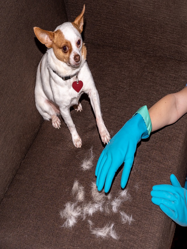 How to Remove Pet Hair With a Rubber Glove