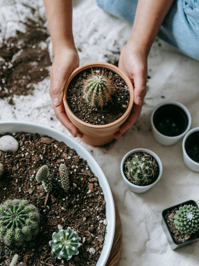 7 Reasons Why to Keep a Cactus Plant at Home