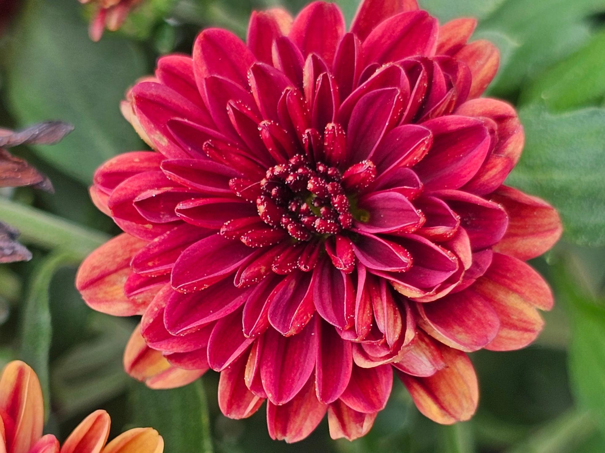 Chrysanthemum Flower