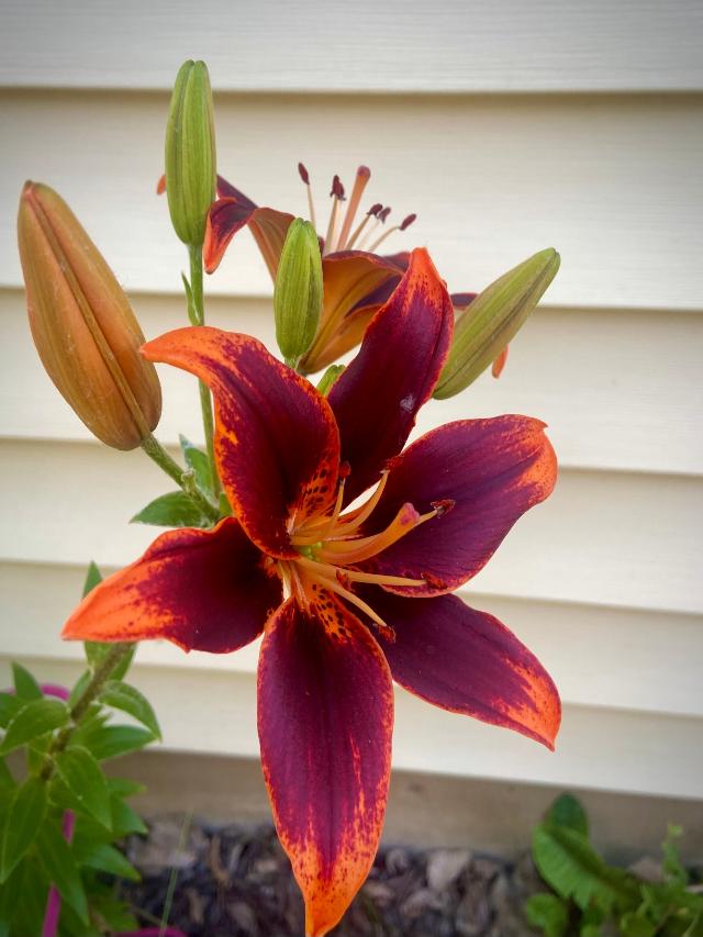 Tiger Lily - 7 Most Interesting Facts About It