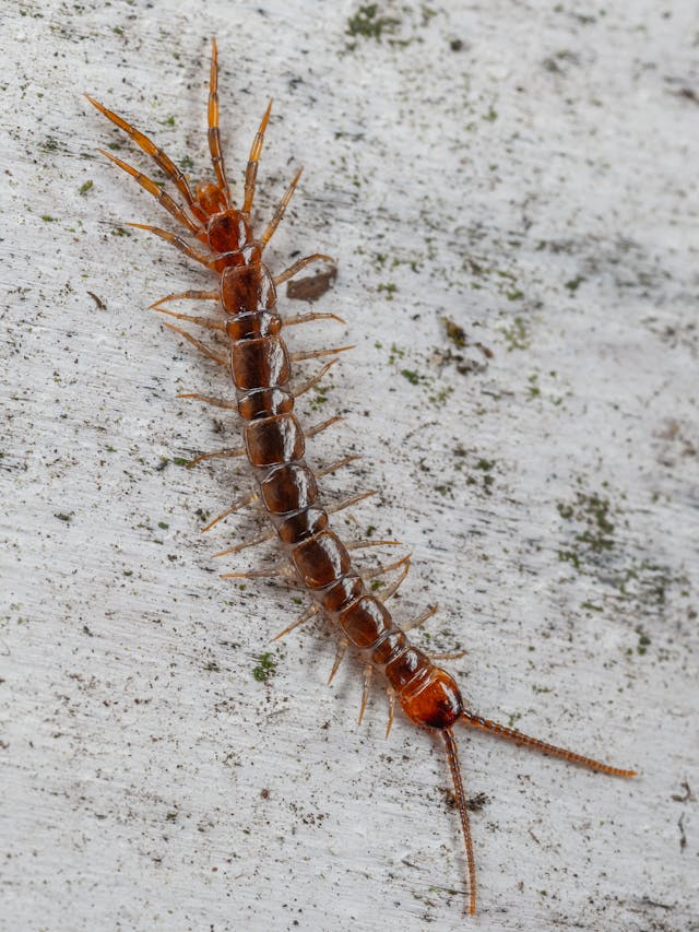 Cheevidu Insect ಮನೆಯಲ್ಲಿ ಶತಪದಿ ಅಥವಾ ಕಂಖಜೂರವನ್ನು ನೋಡುವುದು - ವಾಸ್ತು ಪ್ರಕಾರ ಇದು ಅದೃಷ್ಟವೋ ...