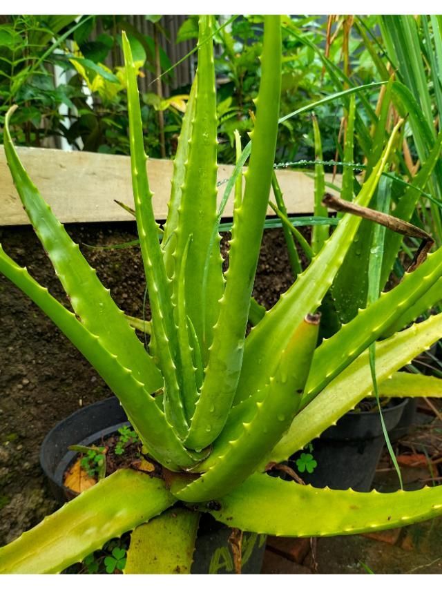 aloe vera plant vastu tips and benefits