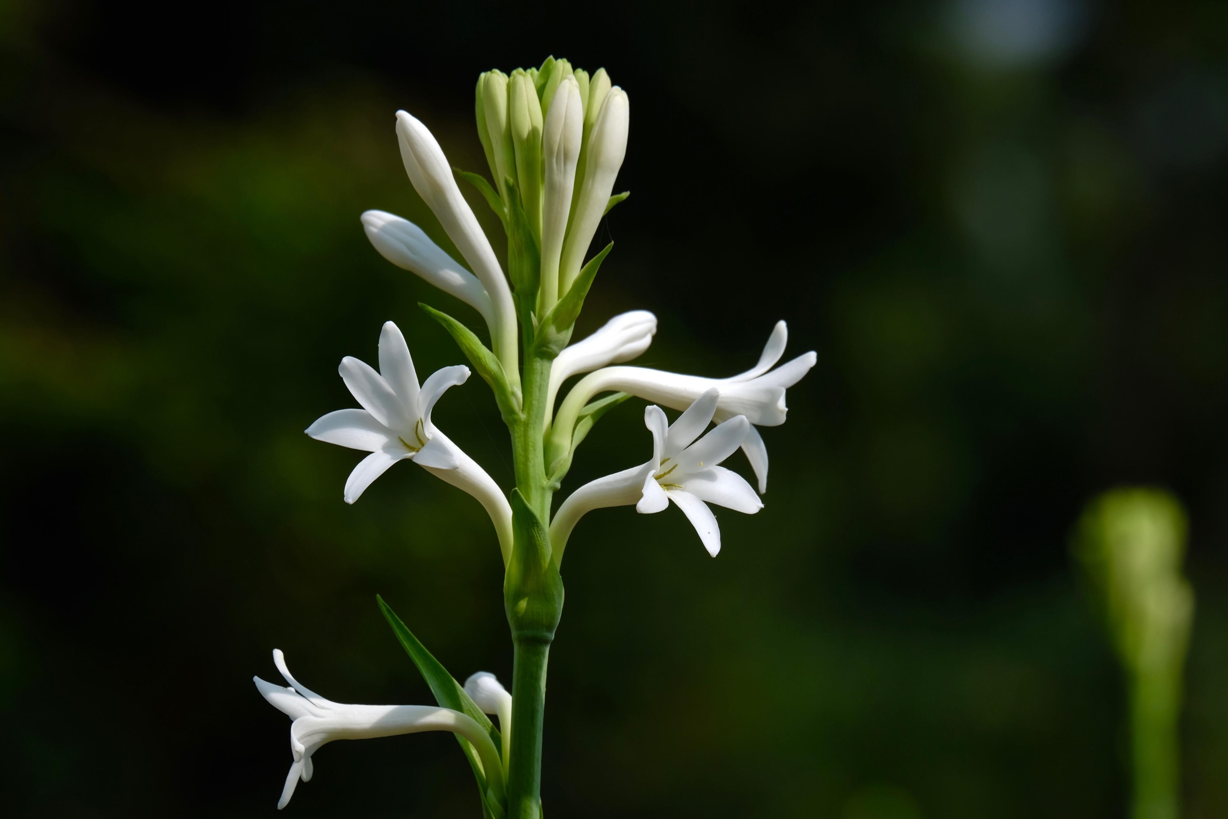 image of rajnigandha plant