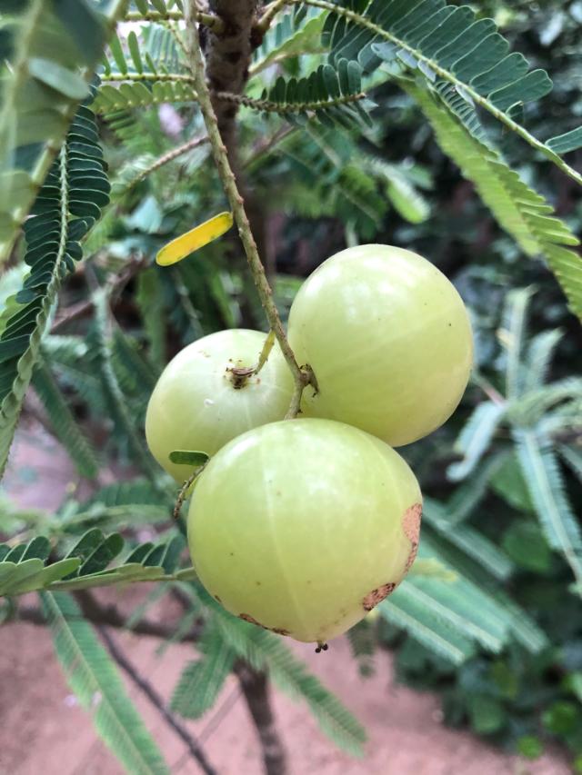 bhindi plant Desi Bhendi or Okra