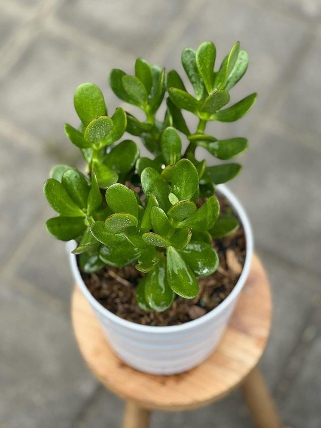Residential Certificate Odisha Importance Eligibility How To Obtain It Jade Plant Mysteries To Know