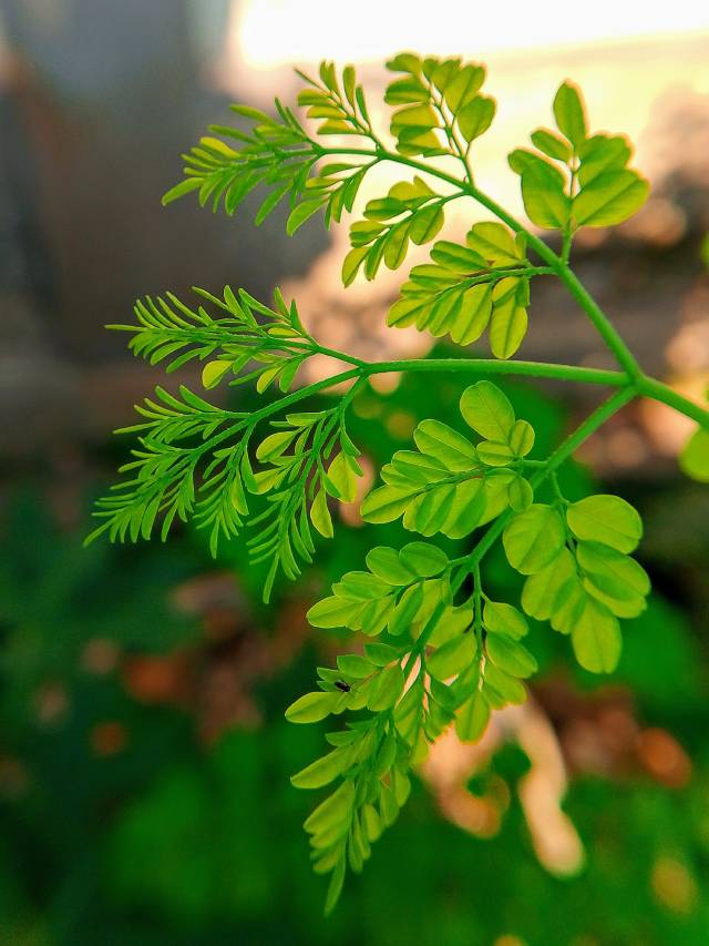 Interesting Facts About Moringa Plant When Kept at Home