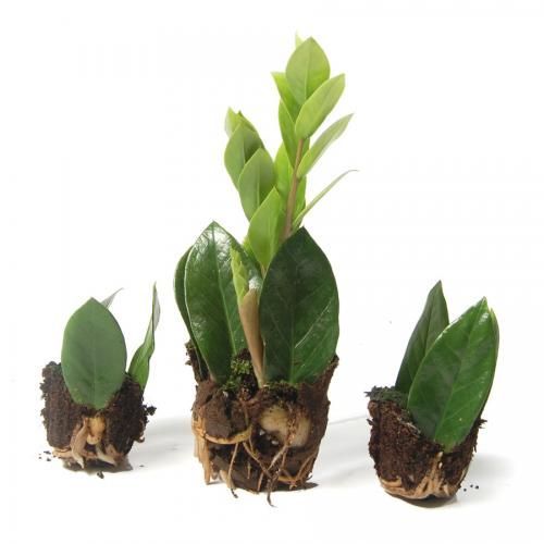 How to Propagate ZZ Plant at Home