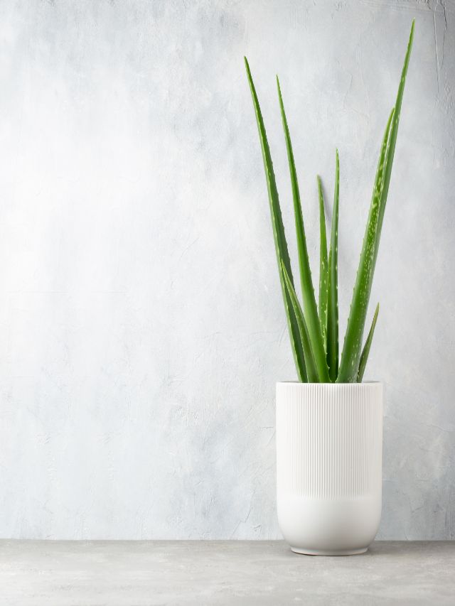 Reasons To Keep Aloe Vera Plant in Kitchen