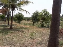 Agricultural Farm Land For Sale In Palakkad Magicbricks