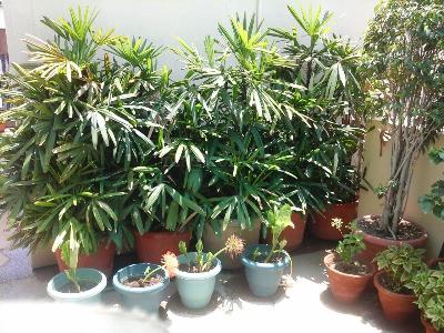 1 BHK House for Rent in Gulmohar Park New Delhi