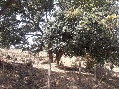 Agricultural Farm Land For Sale In Mangaon Raigad To the order of mufg. farm land for sale in mangaon raigad