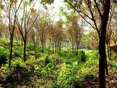 Agricultural Farm Land For Sale In Mangalore Magicbricks