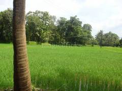 Agricultural Farm Land For Sale In Udupi Magicbricks