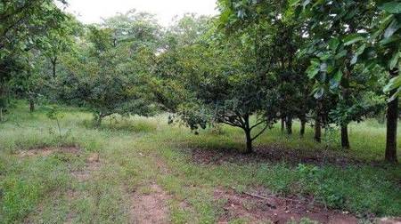 Land / Plot in Mokila Hyderabad Land / Plot in Mokila Hyderabad