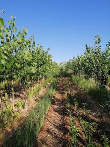 Land / Plot in Moinabad Hyderabad