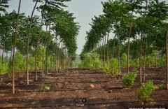 4500.0 sqft Residential Plot