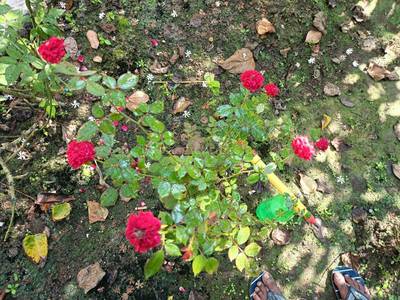 Land / Plot in Barasat Kolkata