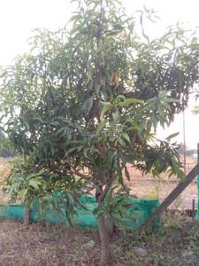 Land / Plot in Neral Thane