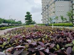 Studio Apartment for New Property in Beetle Orchid at Knowledge Park 3 - Photo 4