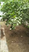 2BHK Multistorey Apartment for Resale in Central Park Flower Valley at Sector 32 Sohna - Photo 12